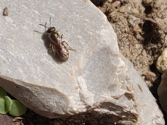 Halictus tumulorum