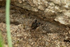 Pardosa hortensis