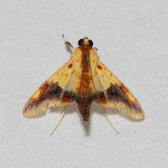 Tetracona pictalis