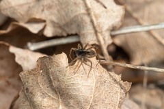 Pardosa hortensis