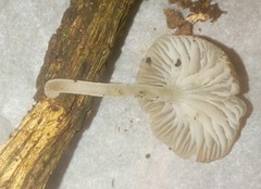 Trogia infundibuliformis