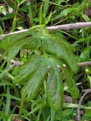 Podophyllum peltatum
