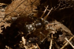 Phrurolithus festivus