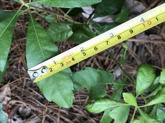 Morella caroliniensis