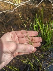 Juncus diffusissimus