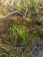 Juncus diffusissimus