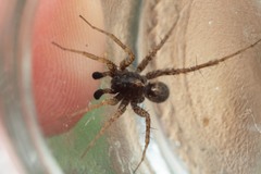 Pardosa hortensis