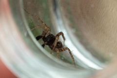 Pardosa hortensis