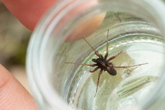 Pardosa hortensis