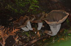 Craterellus caeruleofuscus