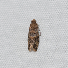 Lobesia transtrifera