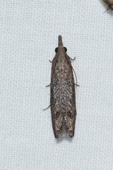Strepsicrates transfixa