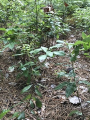 Morella caroliniensis