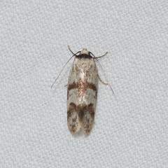 Chezala brachypepla
