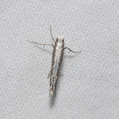 Epicephala acrobaphes