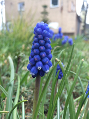 Muscari