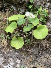 Pericallis malvifolia