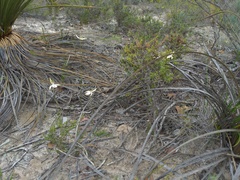 Praecoxanthus aphyllus