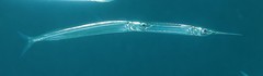 Hyporhamphus