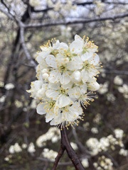Prunus munsoniana