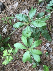 Morella caroliniensis