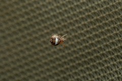 Simitidion simile