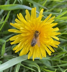 Andrena scotica