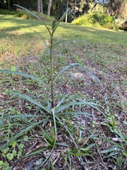 Lactuca graminifolia