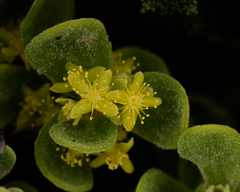Tetragonia maritima