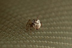 Phoroncidia paradoxa