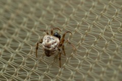 Phoroncidia paradoxa