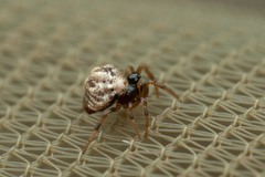 Phoroncidia paradoxa