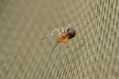 Ruborridion musivum