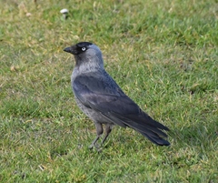 Corvus monedula