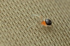 Ruborridion musivum