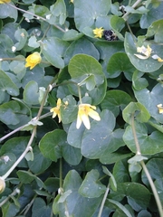 Ficaria verna