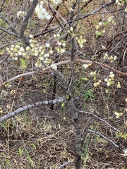 Prunus munsoniana