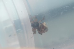 Phoroncidia paradoxa