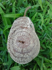 Monilinia fructigena