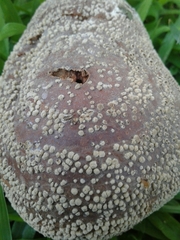 Monilinia fructigena