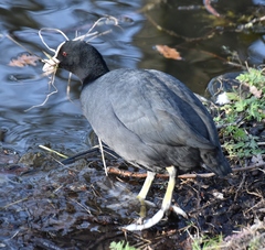 Fulica atra