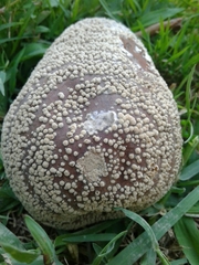 Monilinia fructigena