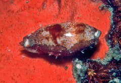 Erronea cylindrica