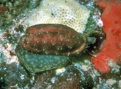 Erronea cylindrica