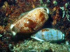 Erronea cylindrica