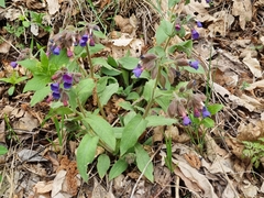 Pulmonaria angustifolia