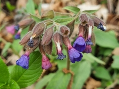 Pulmonaria angustifolia