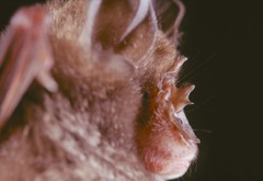 Rhinolophus landeri