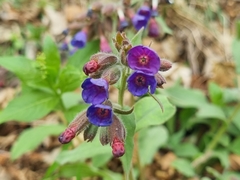 Pulmonaria angustifolia