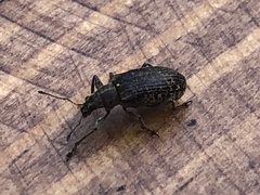Polydrusus pilosus